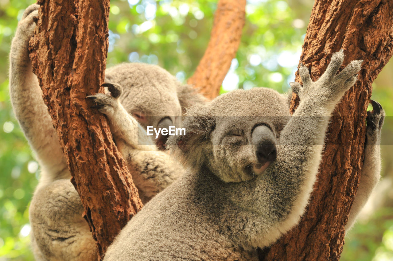 Koalas sleeping on tree trunk at zoo