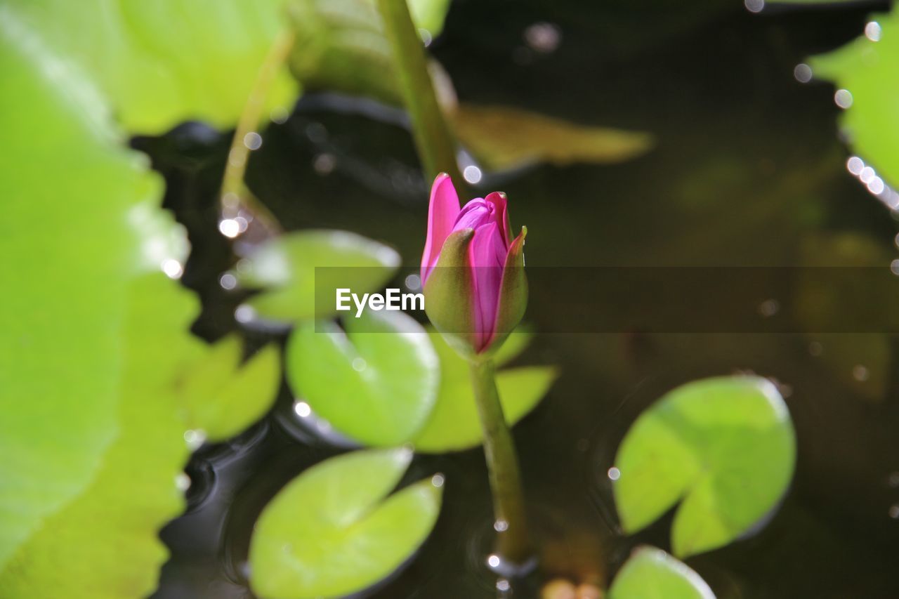 CLOSE-UP OF PINK WATER LILY IN LOTUS