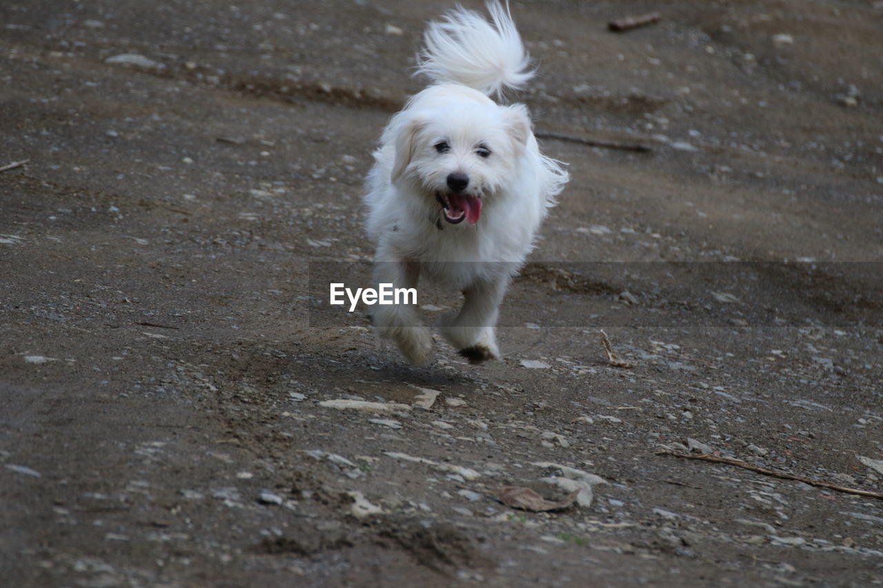 PORTRAIT OF WHITE DOG RUNNING ON LAND