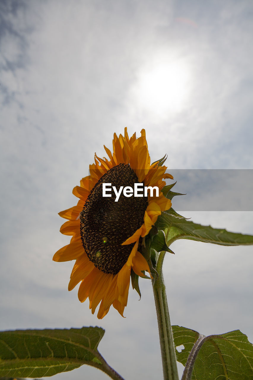 CLOSE-UP OF SUNFLOWER ON PLANT