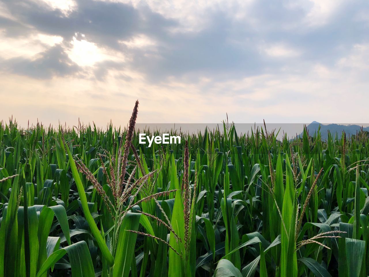 Crops growing on field against sky