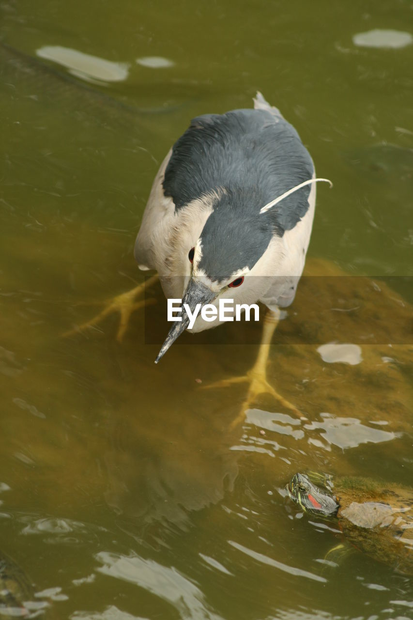 High angle view of night heron in lake