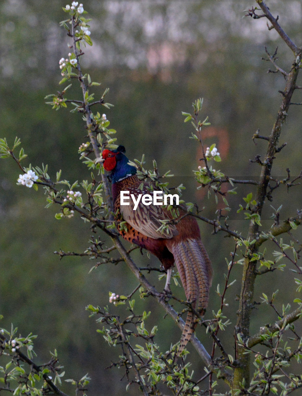 CLOSE-UP OF BIRD PERCHING ON BRANCH