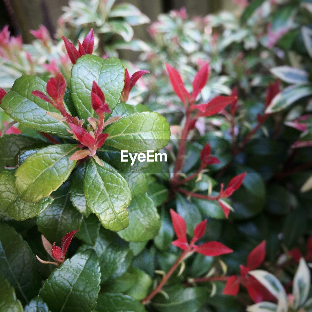 Close-up of red leaves