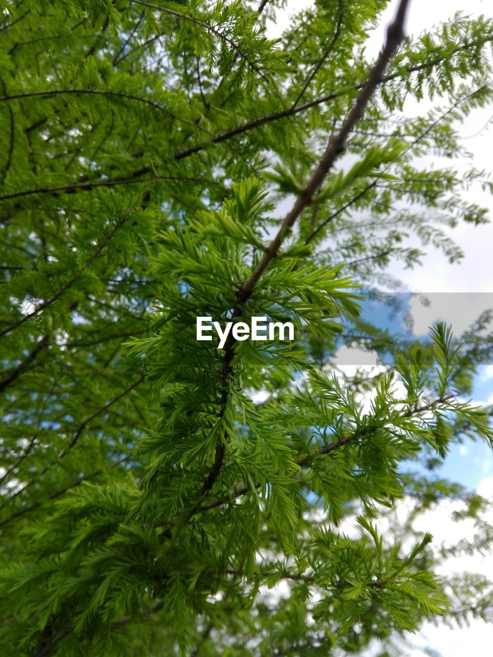 Low angle view of tree against sky