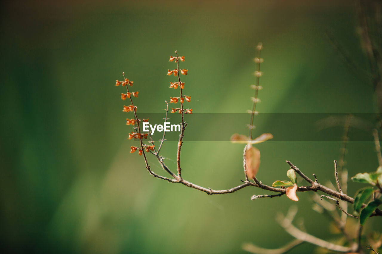 Close-up of flowering plant against blurred background