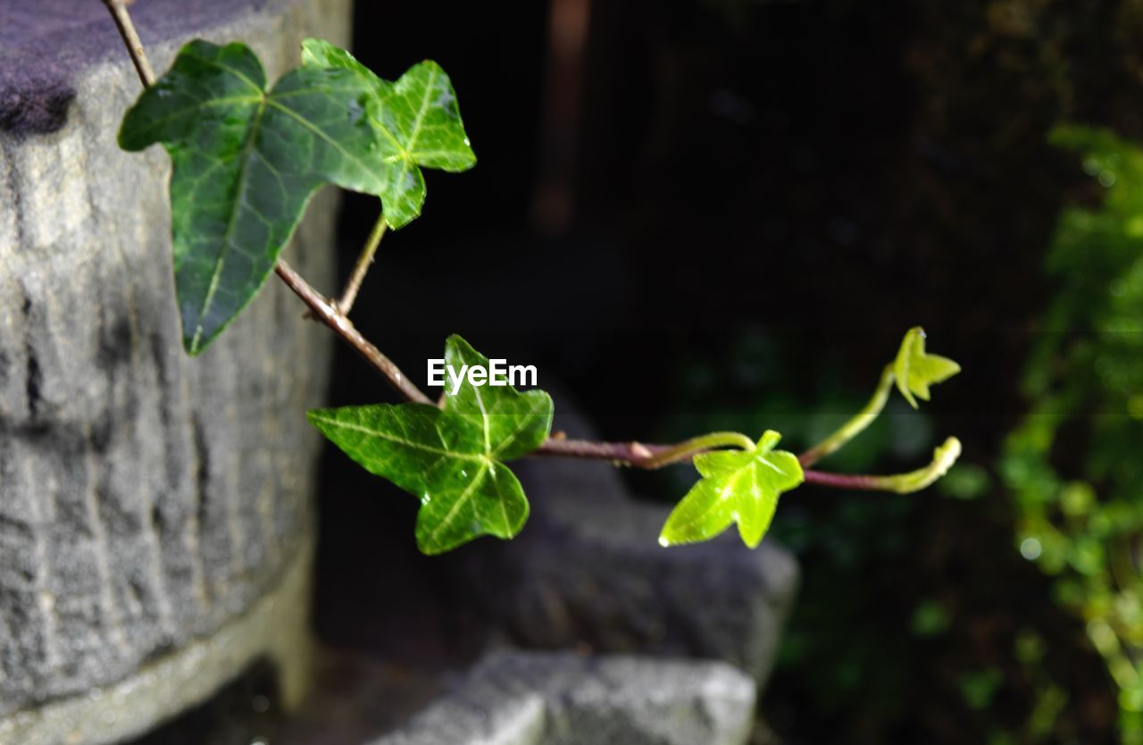 green, leaf, plant, plant part, nature, flower, growth, tree, branch, no people, food and drink, close-up, produce, freshness, outdoors, food, beauty in nature, focus on foreground, day, macro photography, plant stem, healthy eating, vine, land