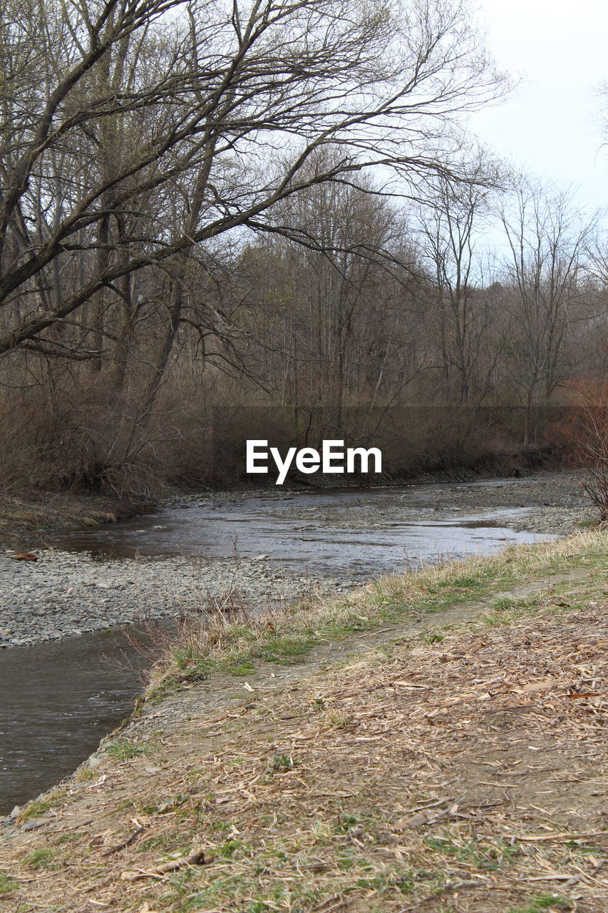 BARE TREES IN RIVER