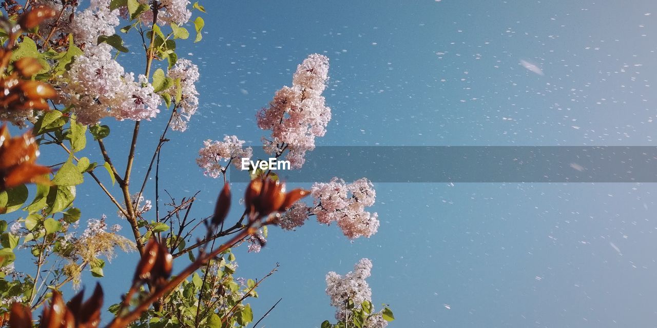 LOW ANGLE VIEW OF FLOWERING PLANTS AGAINST SKY