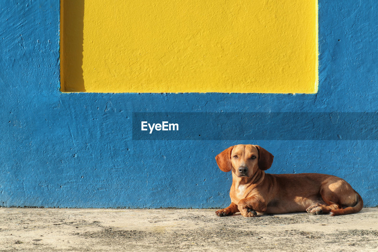 Dog looking at the camera with colorful background facade