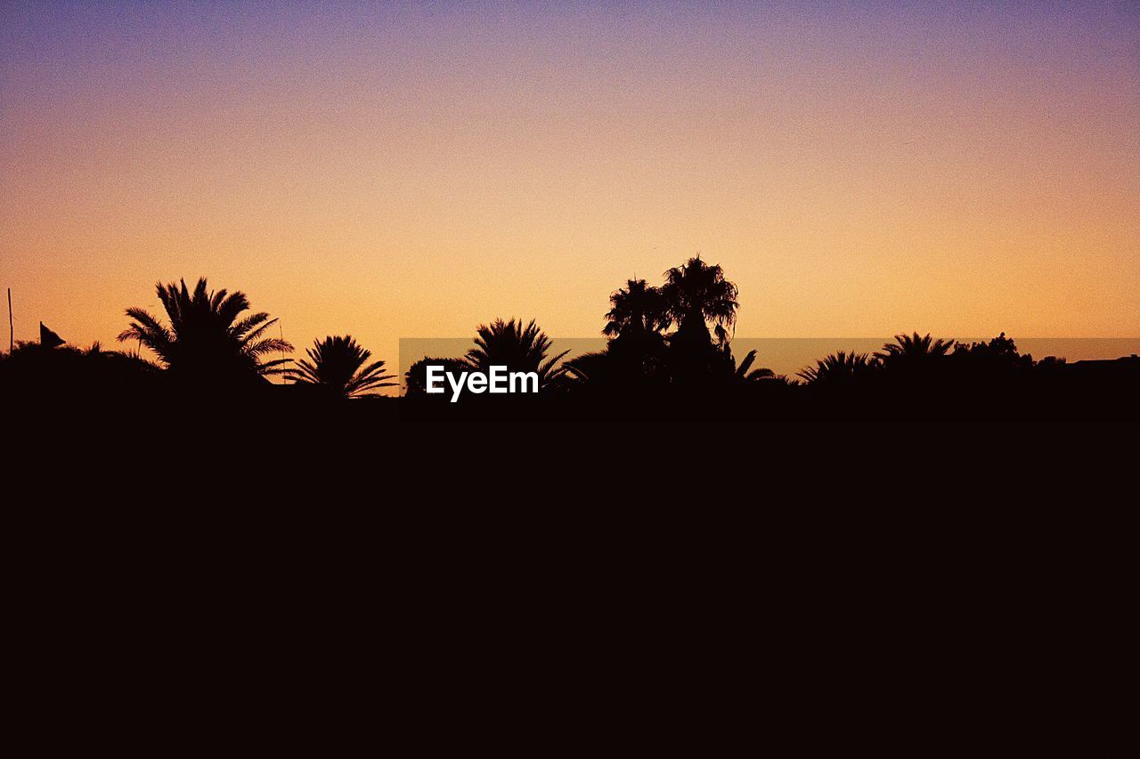 SILHOUETTE PLANTS AND TREES AGAINST CLEAR SKY DURING SUNSET