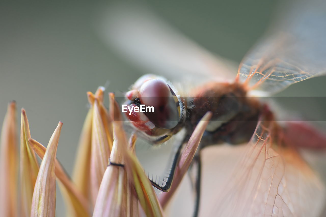 Close-up of  beautiful dragonfly on flower in the wild