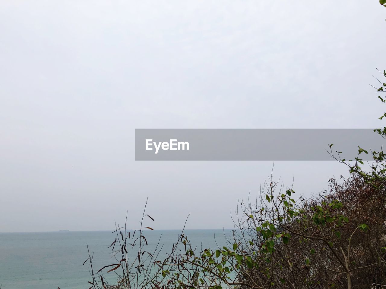 PLANTS GROWING BY SEA AGAINST SKY