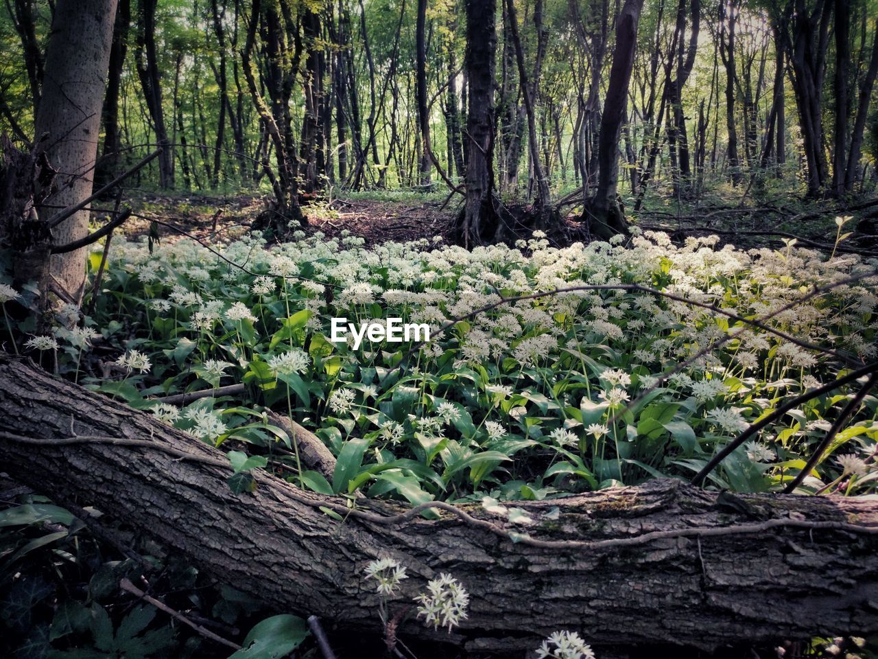 SCENIC VIEW OF TREES IN FOREST