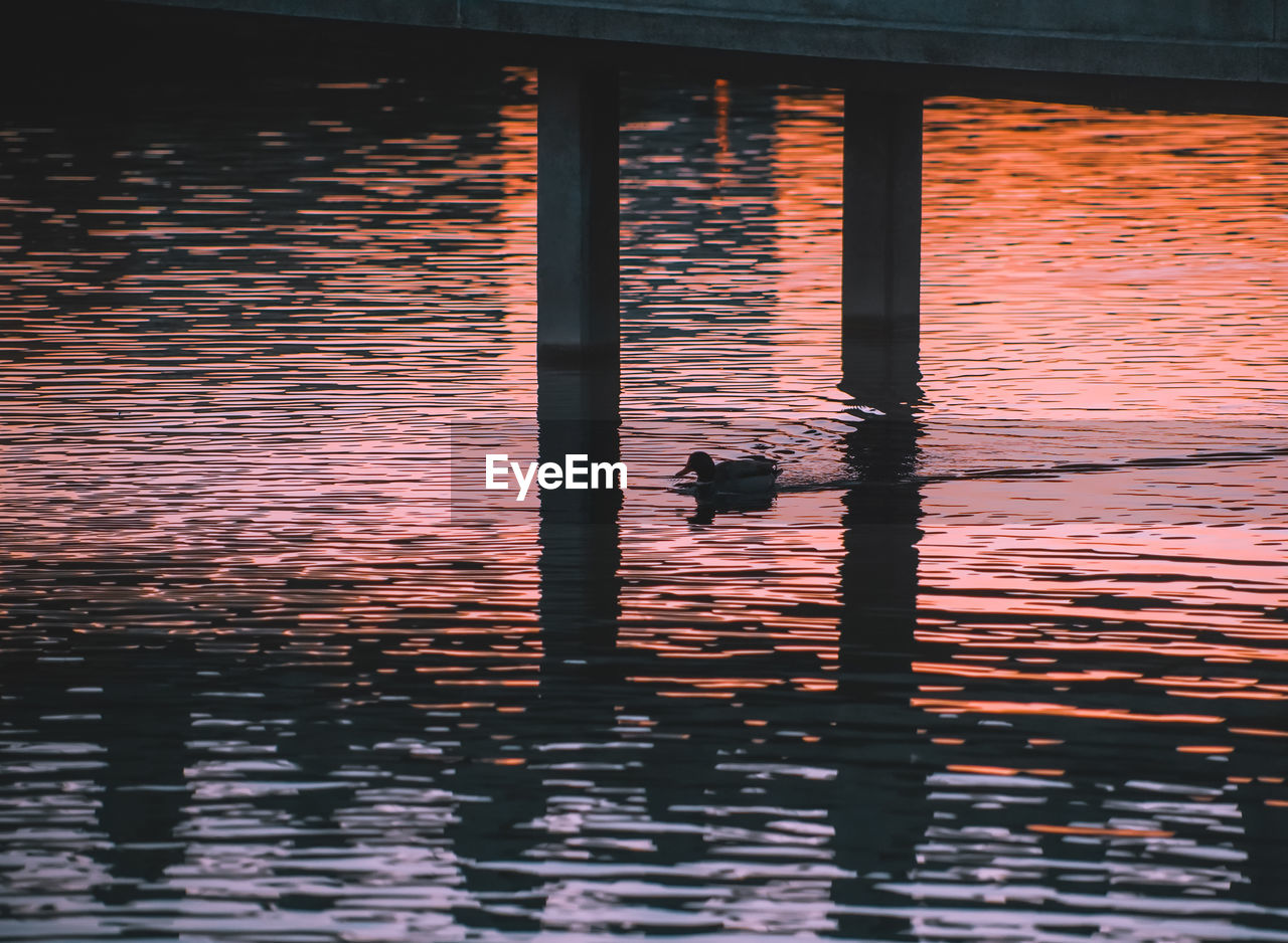 Silhouette of a duck