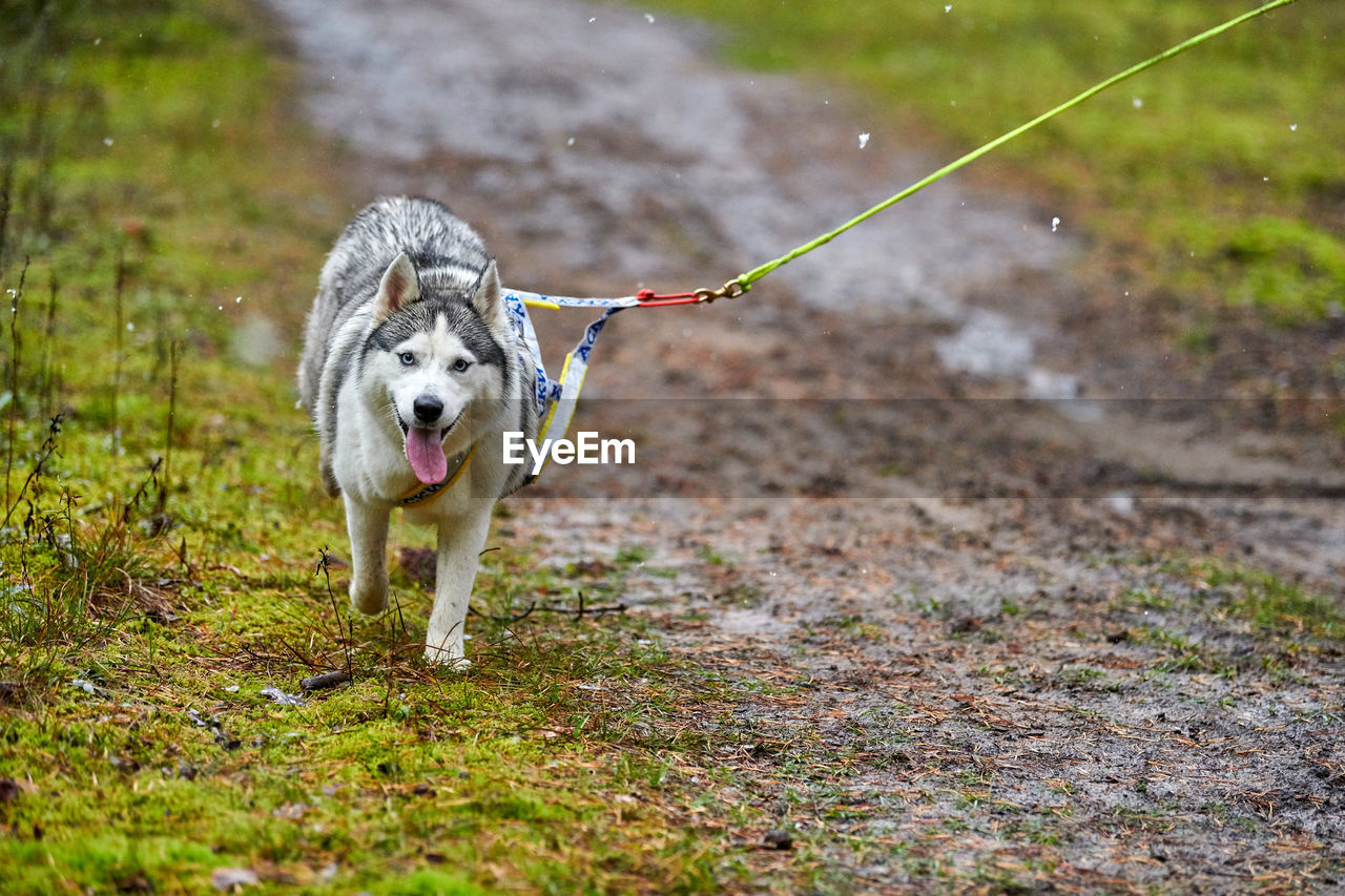 WHITE DOG RUNNING ON FIELD