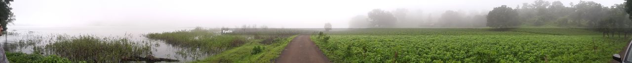 Trees in foggy weather