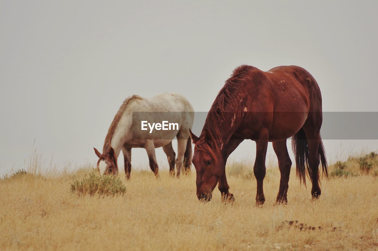 HORSE GRAZING IN FIELD