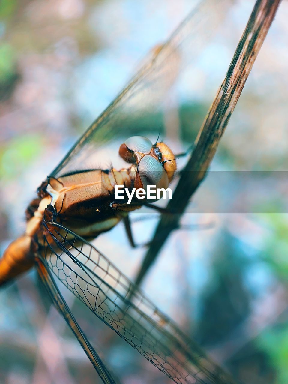 DRAGONFLY ON TWIG