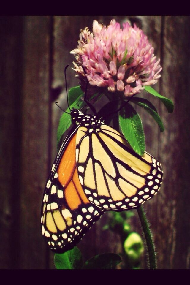 CLOSE-UP OF BUTTERFLY ON FLOWER