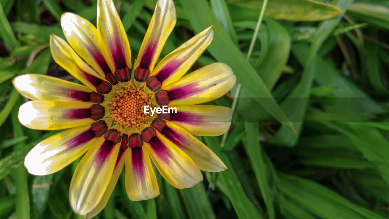 CLOSE-UP OF FLOWER