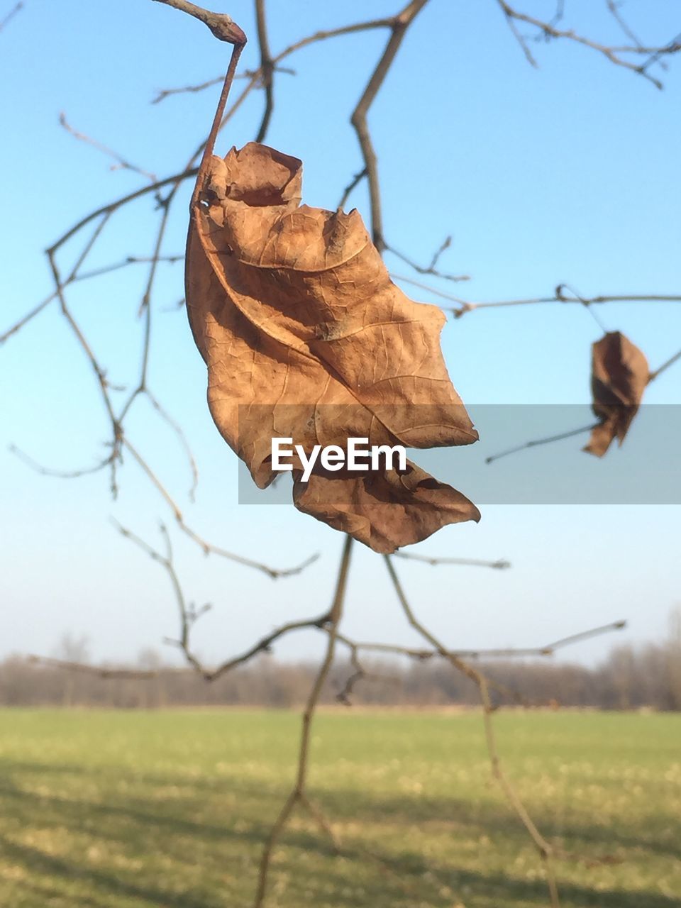 CLOSE-UP OF DRIED LEAVES ON LAND