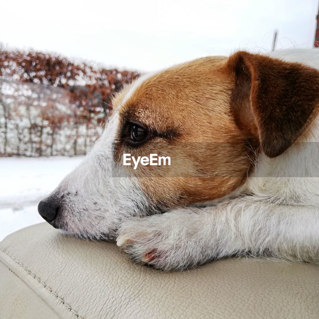 Close-up of a dog resting