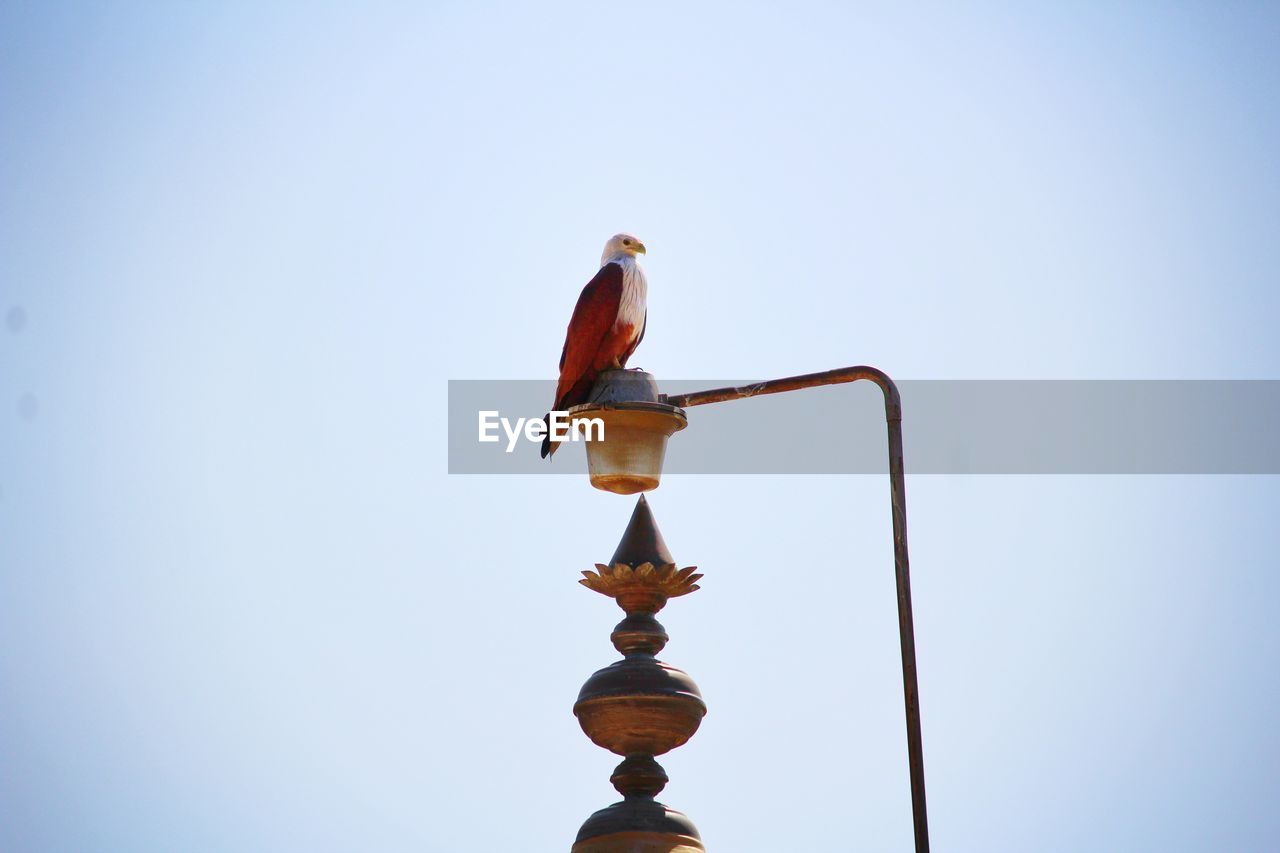Eagle sitting on the temple tower