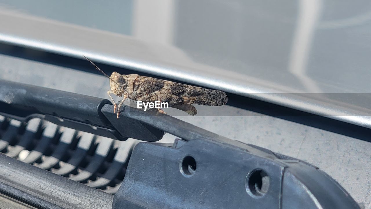 high angle view of crocodile