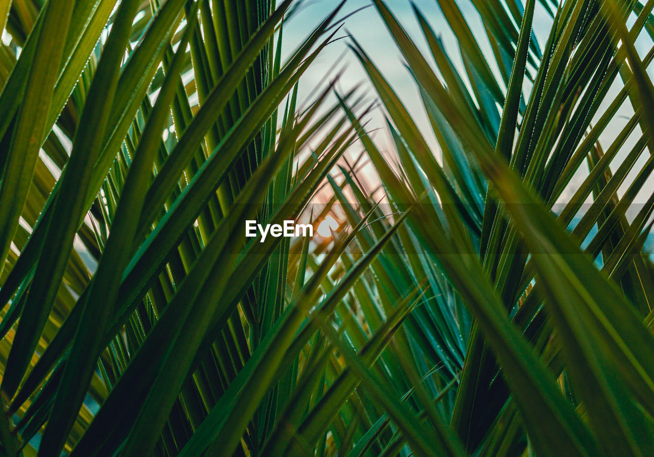 LOW ANGLE VIEW OF PALM TREES AGAINST SKY