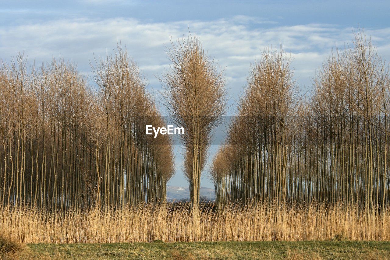 Trees on field against sky