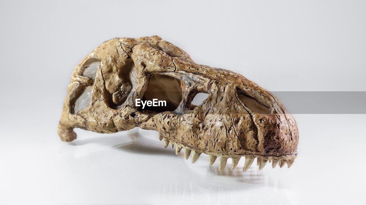 Close-up of dinosaur skull against white background