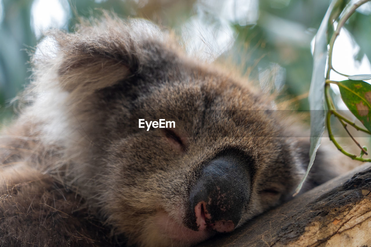 Close up high angle view of australian koala sleeping in tree showing ears nose eyes and claws