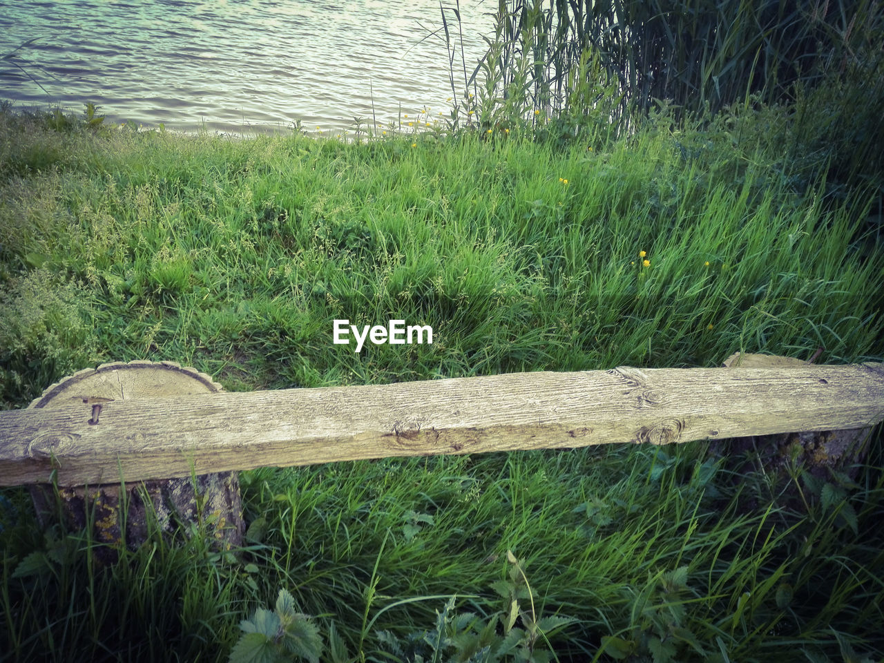 PLANTS GROWING ON POND