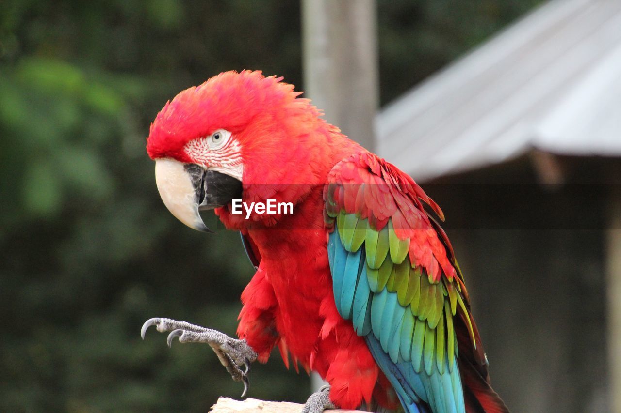 Close-up of parrot perching