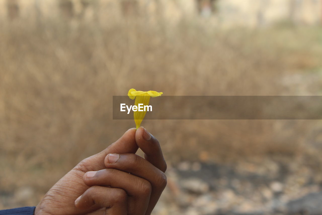 CLOSE-UP OF HANDS HOLDING YELLOW FLOWER