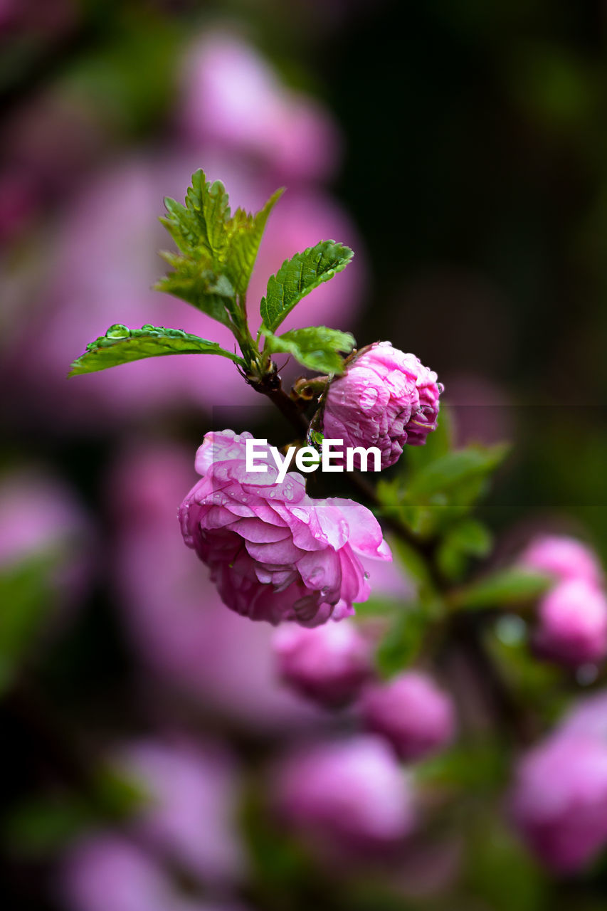 Dew drops on fresh pink flowers