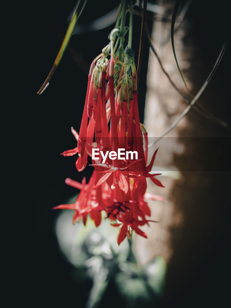 close-up of red flower