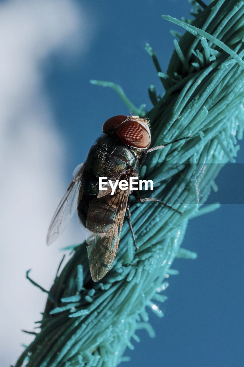 Close-up of fly on leaf