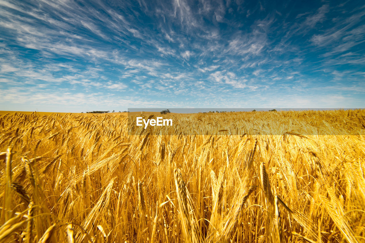 Scenic view of wheat growing on field against sky
