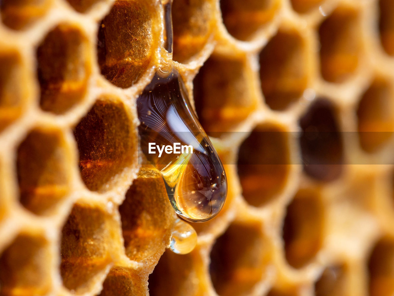 Close-up of honey comb