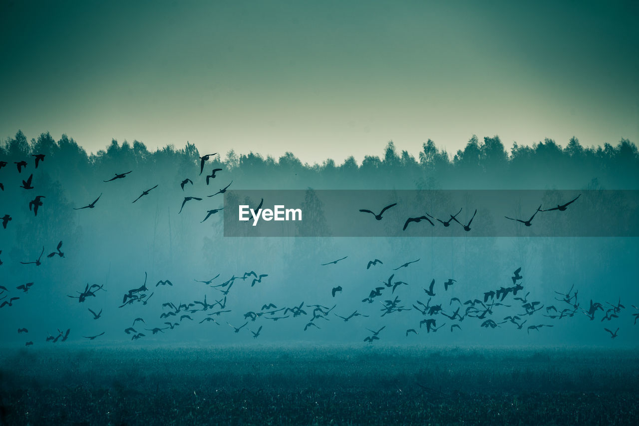 Beautiful flock of migratory goose during the sunrise near the swamp in misty morning. 