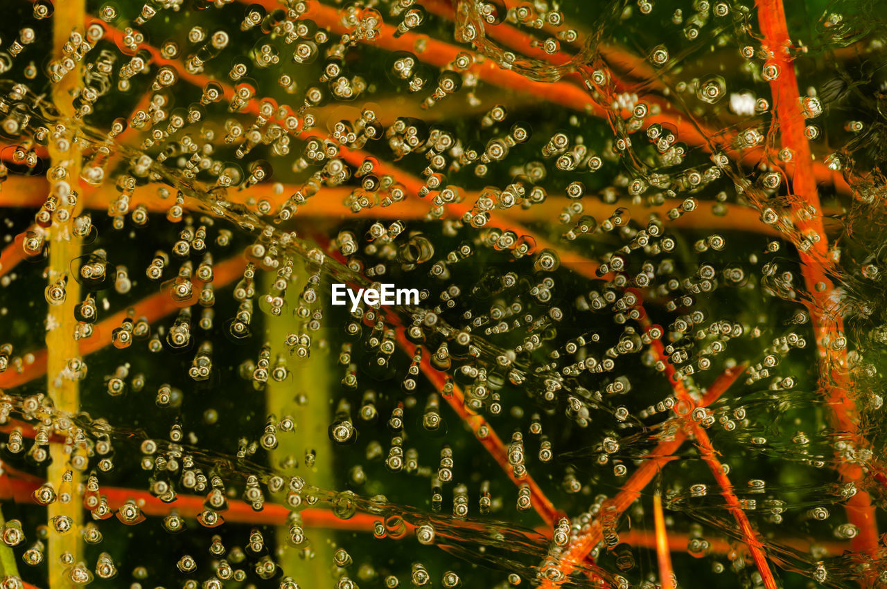 FULL FRAME SHOT OF WET SPIDER WEB IN RAIN