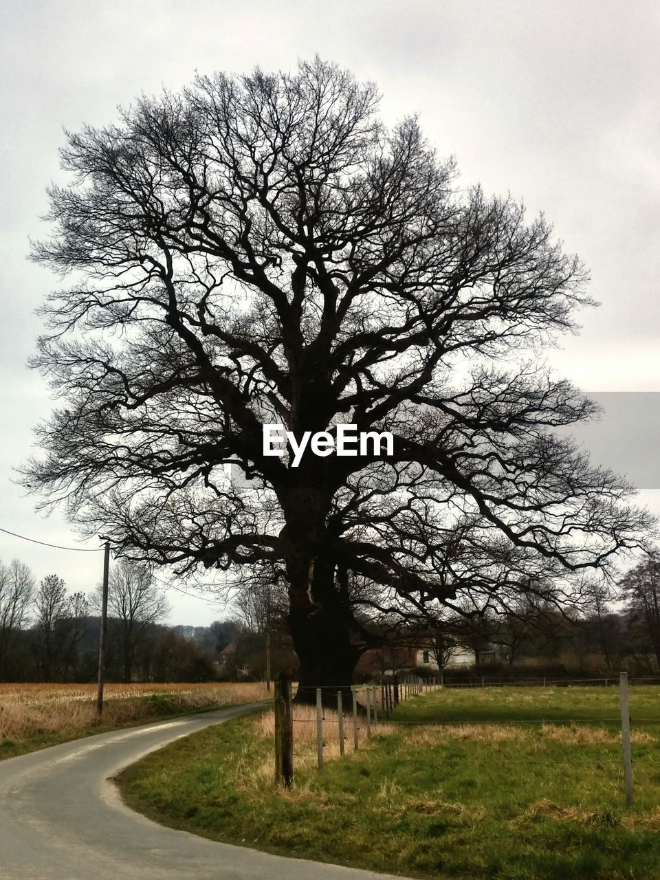 Bare trees by road against clear sky