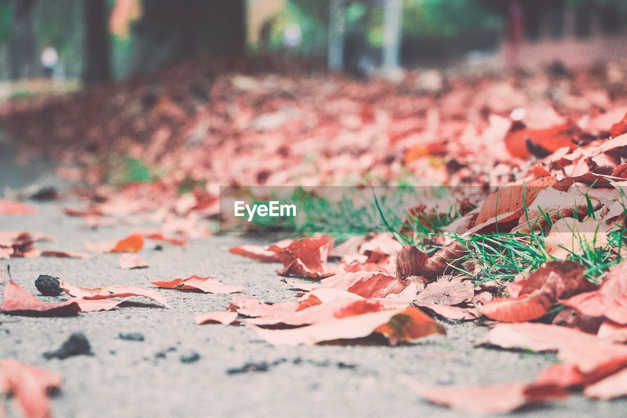 Autumn leaves fallen on ground