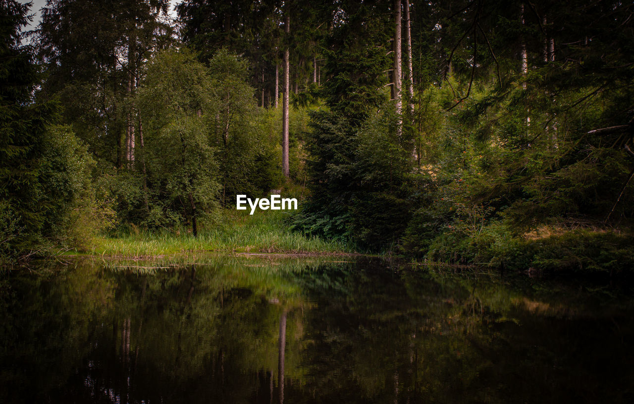 Scenic view of lake amidst trees in forest