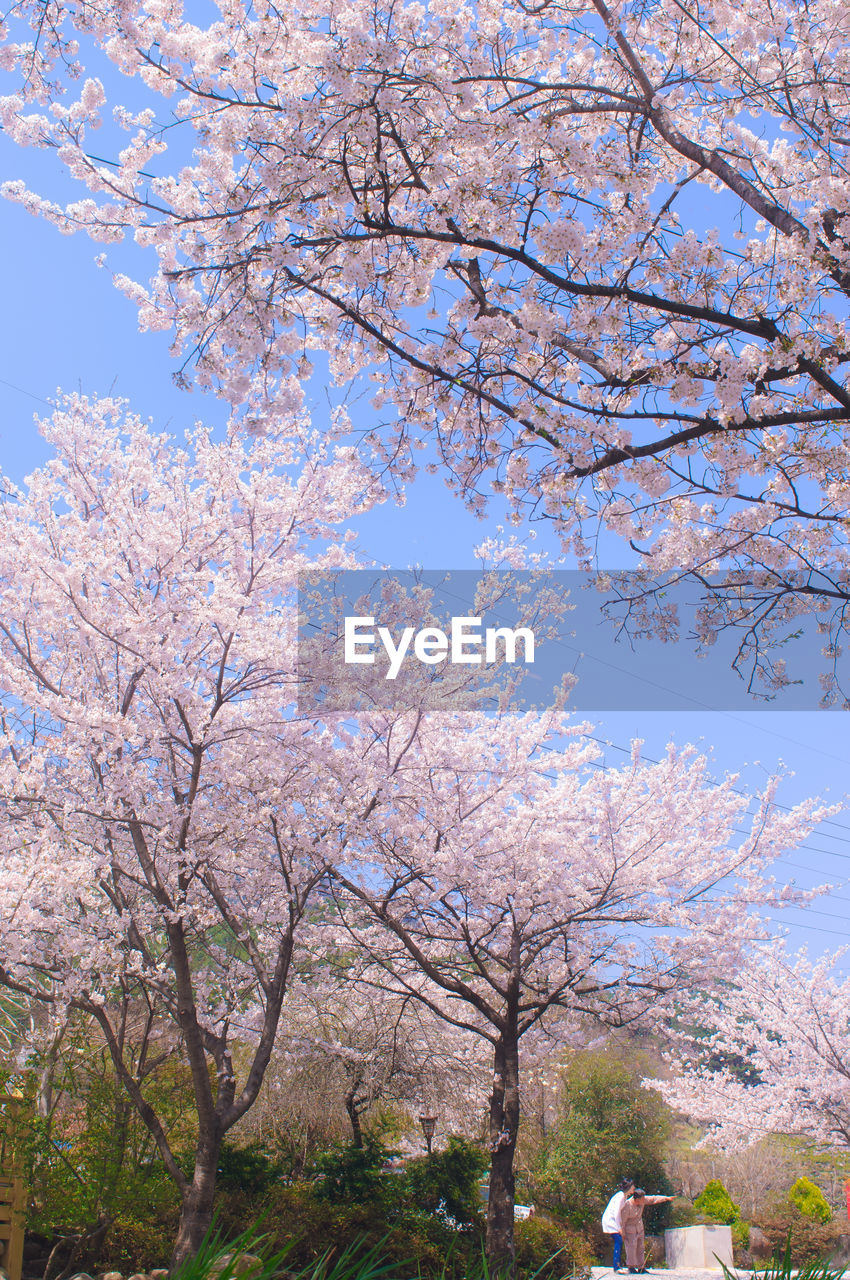 LOW ANGLE VIEW OF CHERRY BLOSSOMS AGAINST SKY