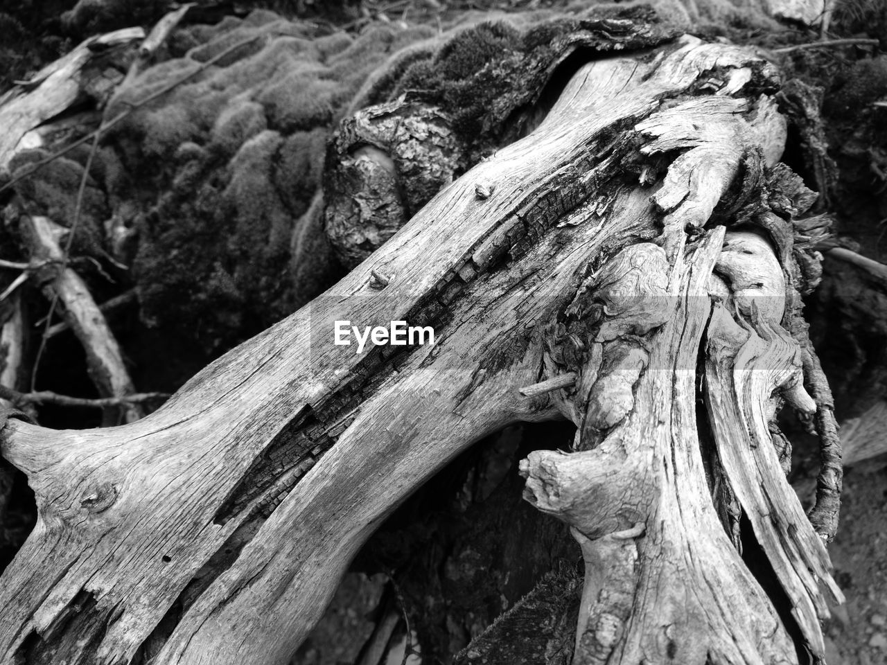 Close-up of fallen tree trunk