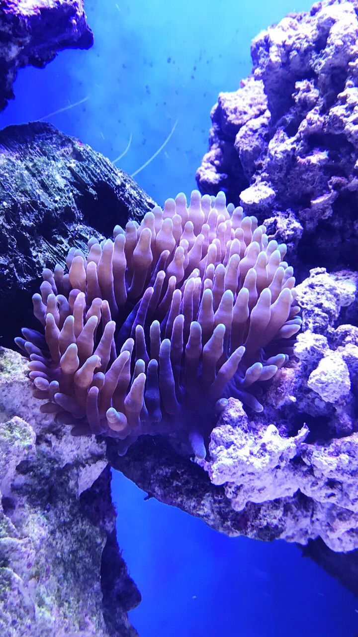 CLOSE-UP OF CORAL IN BLUE SEA