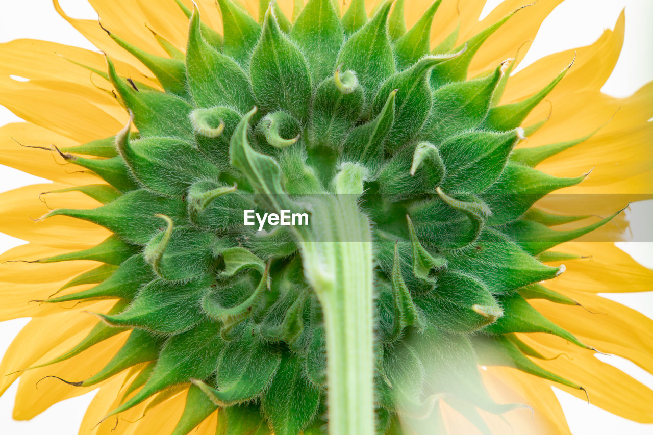 CLOSE-UP OF SUNFLOWER IN BLOOM OF YELLOW FLOWER